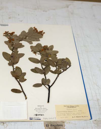 A labeled brown, preserved plant on paper.