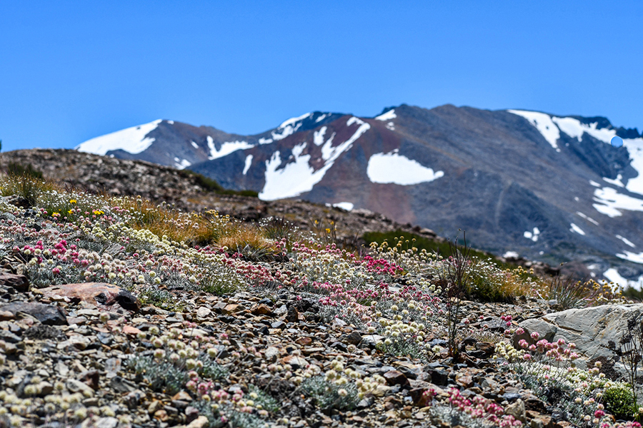 A clear blue sky with an alpine field in the foreground and Mount Gibbs in the background
