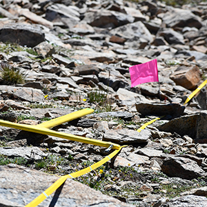 Bright yellow measuring tape stretched across rocky alpine terrain to mark a plant survey transect.