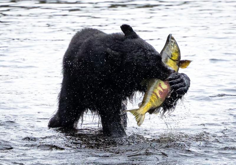 A black bear stands in shallow water holding a large salmon it has caught.