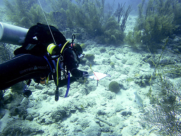 A researcher in diving gear taking notes in an underwater setting.