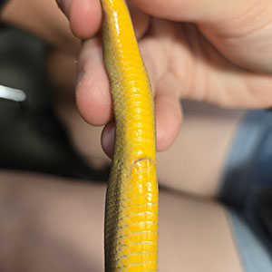 Close-up of the bright yellow underside of a small snake being gently held in a person’s hand.