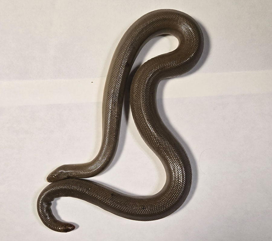 Small brown rubber boa snake arranged in loose curves on a white surface, showing its smooth, shiny scales.