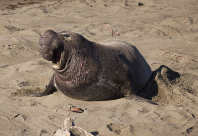 Male elephant seal resting on sandy beach with mouth open, showing its large inflatable nose and thick neck folds.