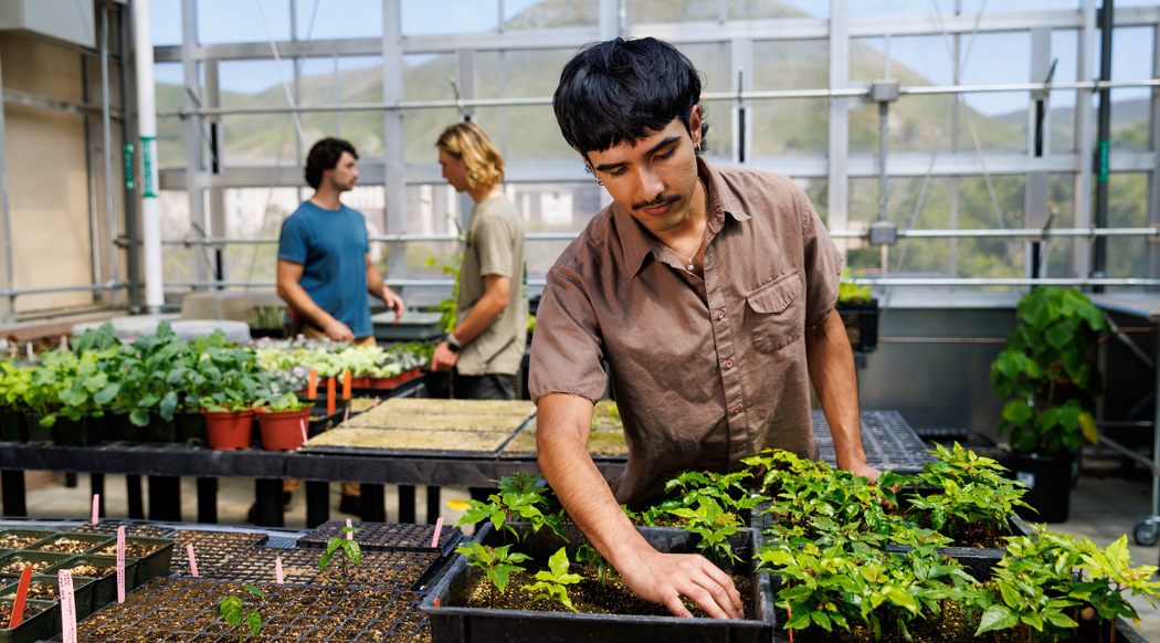 Cal Poly student in Plant Conservatory