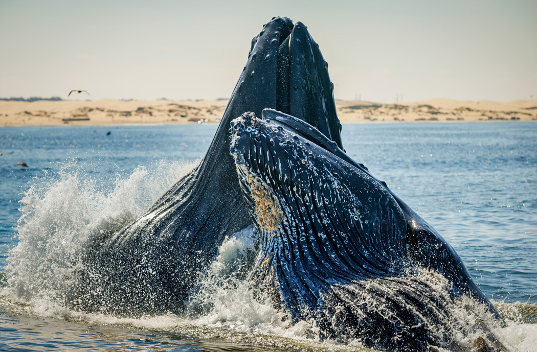 Humpback whales feeding near Oceano, California