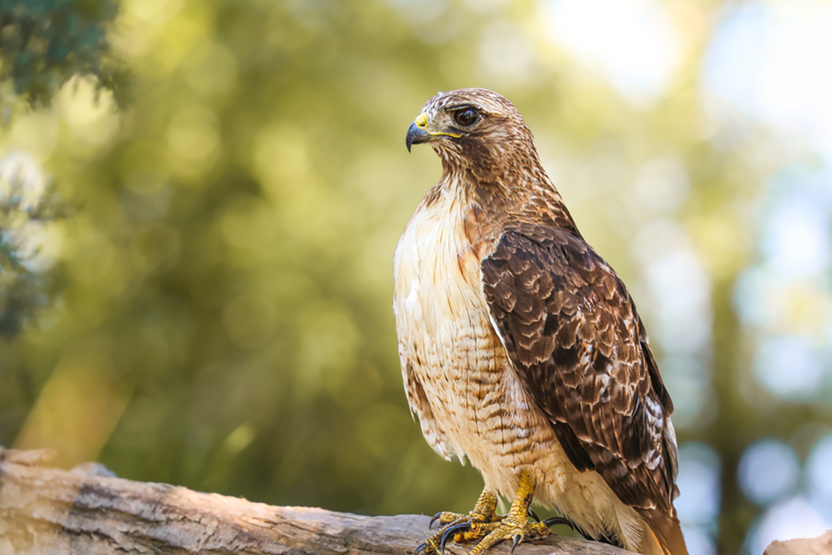Red-tailed hawk perched outdoors at Dixon Lake in California, showing its mottled brown feathers and characteristic reddish tail.