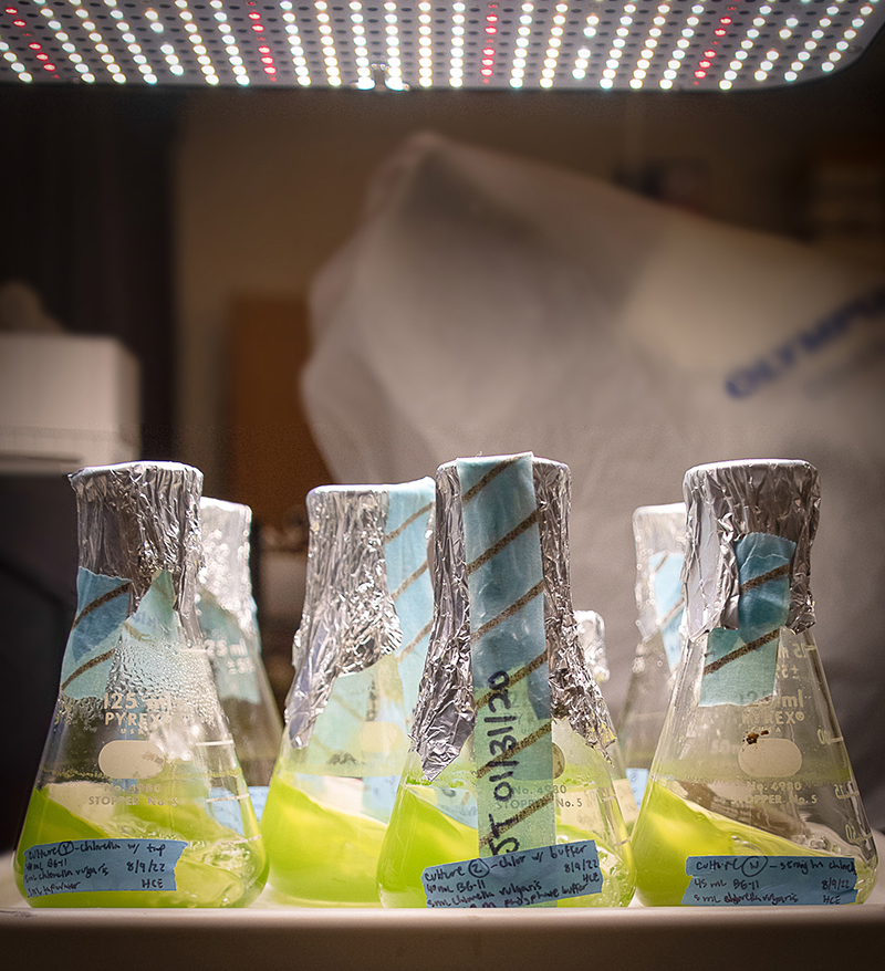 Rows of glass flasks filled with green algae solution sit on a laboratory shaker, gently vibrating to stimulate algae growth.