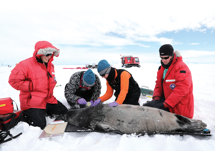 Cal Poly researchers attach a VHF radio tag to a Weddell seal pup in McMurdo Sound, Antarctica.