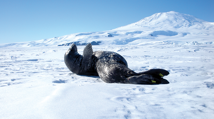 Gray seal with white spots lying on an ice sheet with its front flipper raised. The seal has a yellow tag on its rear flipper.