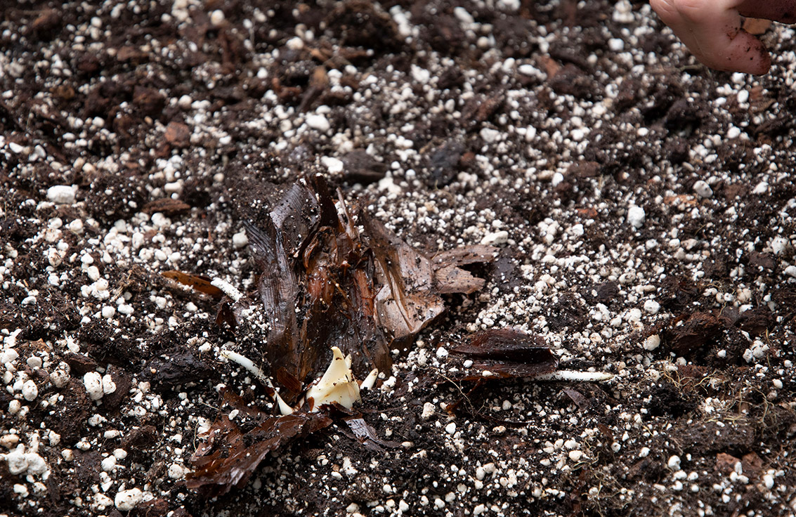 The bud sprouting from Musty's storage tuber