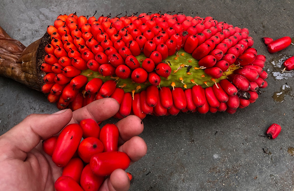 A handful of fruit that would go on to grow more corpse flowers