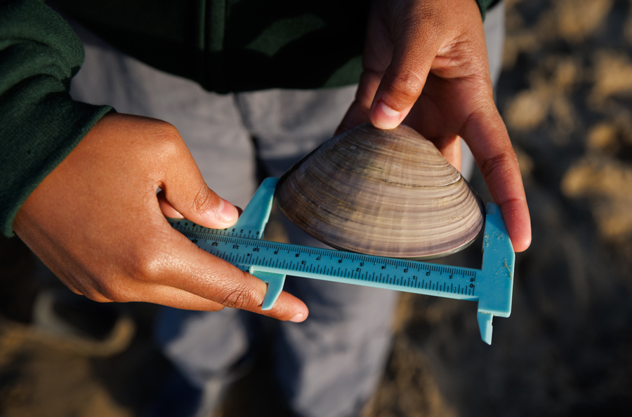 Cal Poly Pismo clam research student mesauring clam
