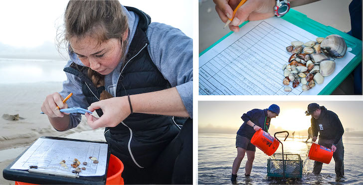 Collage of fieldwork scenes: a researcher on a beach measures and records shellfish data on a clipboard, a close-up shows shells beside a data sheet being marked, and two people in shallow water collect samples using buckets and a net.