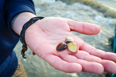 Collage of fieldwork scenes: a researcher on a beach measures and records shellfish data on a clipboard, a close-up shows shells beside a data sheet being marked, and two people in shallow water collect samples using buckets and a net.