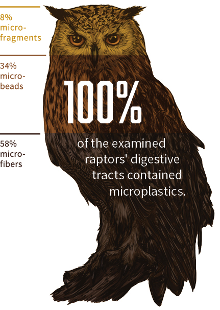 Illustration of a large owl with text overlay reporting research findings: 100 percent of examined raptors’ digestive tracts contained microplastics, including 58 percent microfibers, 34 percent microbeads and 8 percent microfragments.