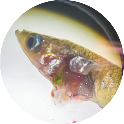 Fish under microscope