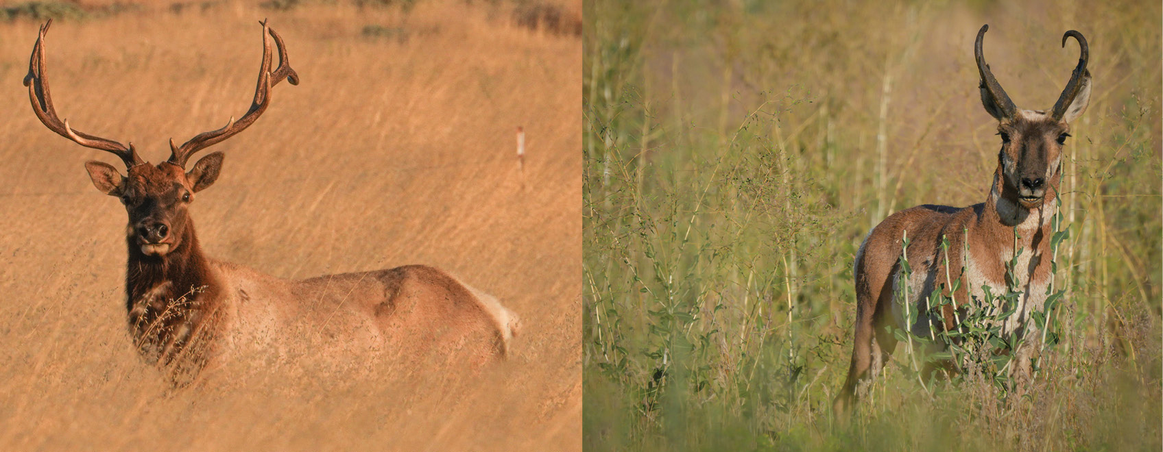 Carrizo Plain elk and pronghorn
