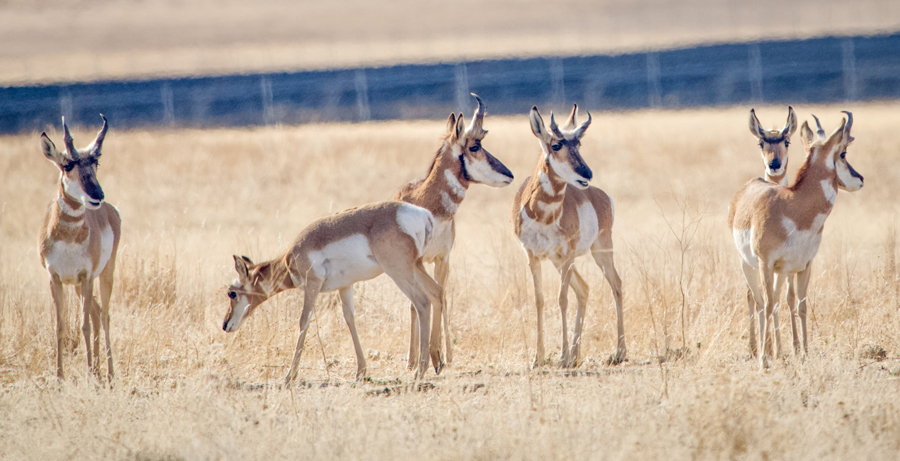 Five pronghorn antelope stand in a dry, grassy field in the Carrizo Plain National Monument.