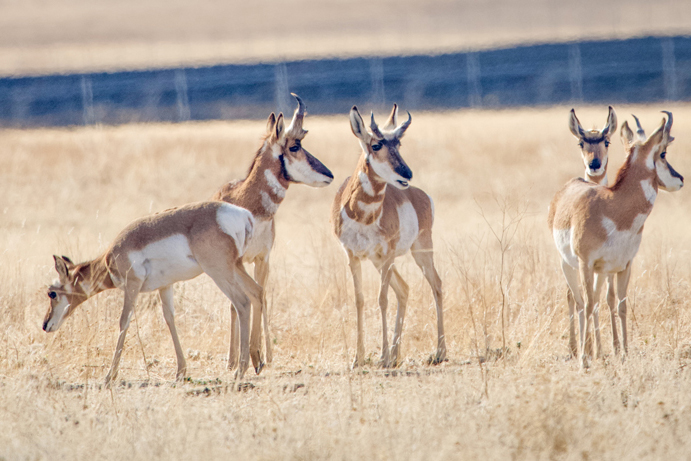 Four pronghorn antelope stand in a dry, grassy field; one lowers its head to graze while the others look alert across the open landscape.