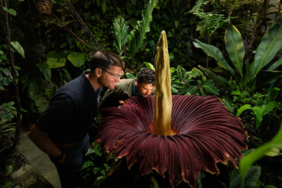 Cal Poly's Matt Ritter and Gage Willey with corpse flower in Plant Conservatory