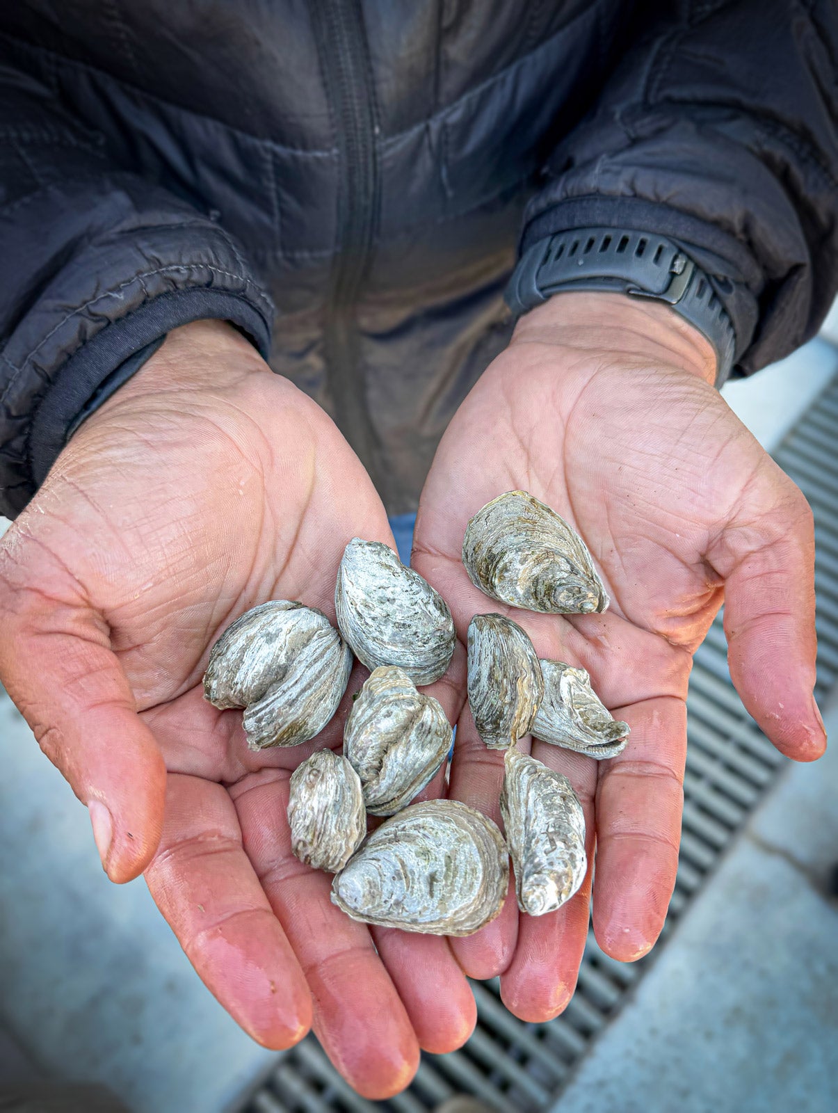 9 native Olympia oysters lay in a person's open hands.