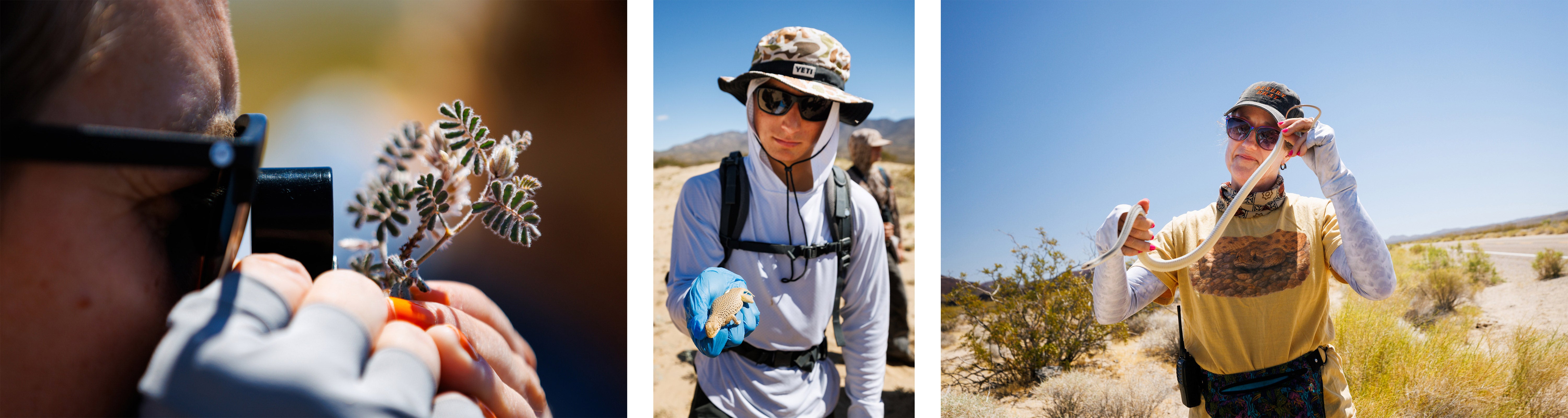 Three photos of field quarter. The first is of a student looking at a plant through a magnifying glass. The second is of a student in the desert holding a lizard in their gloved hand. The third is of a professor holding a snake.
