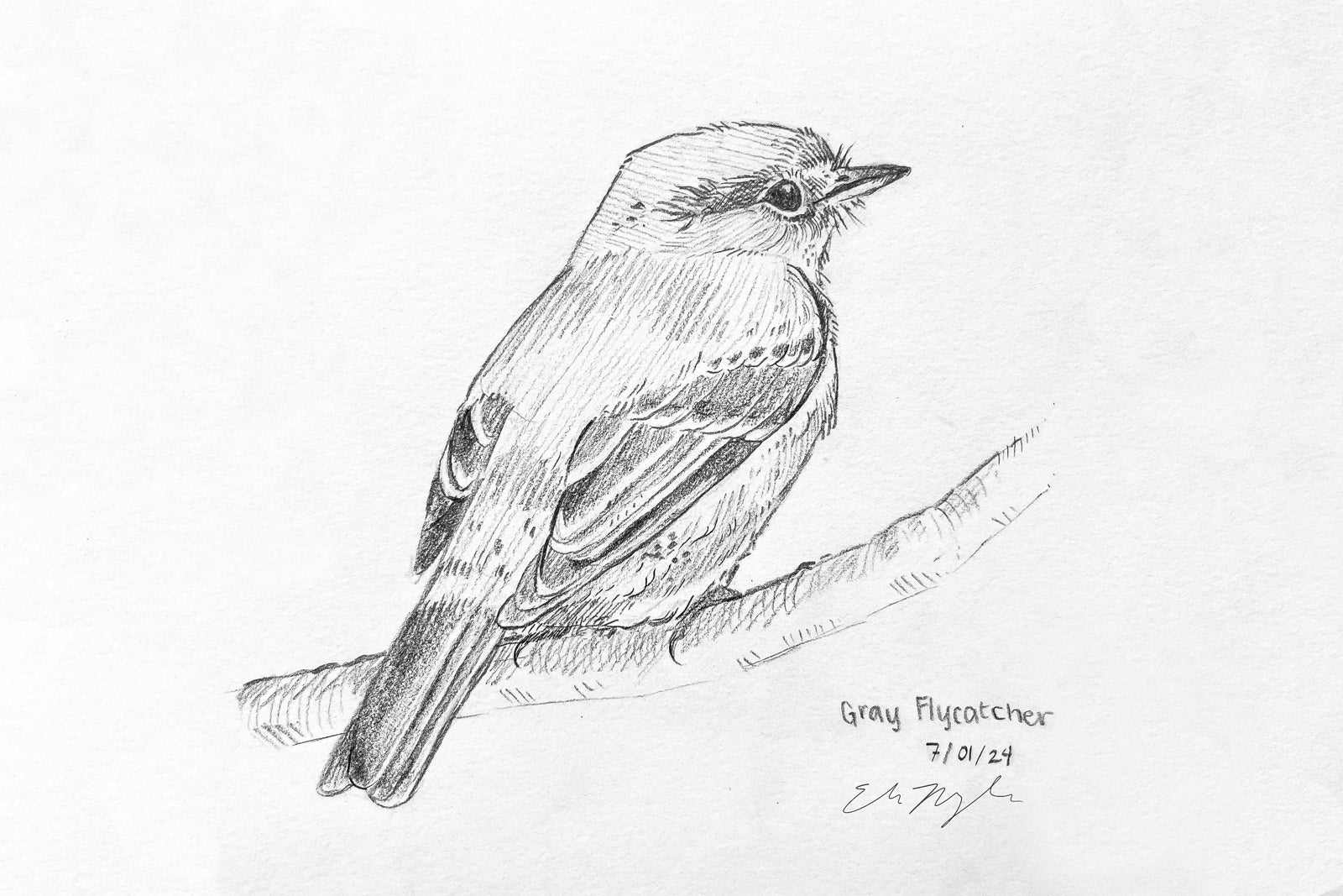 Sketch of a Gray Flycatcher, drawn by biology master's student Eva Moylan