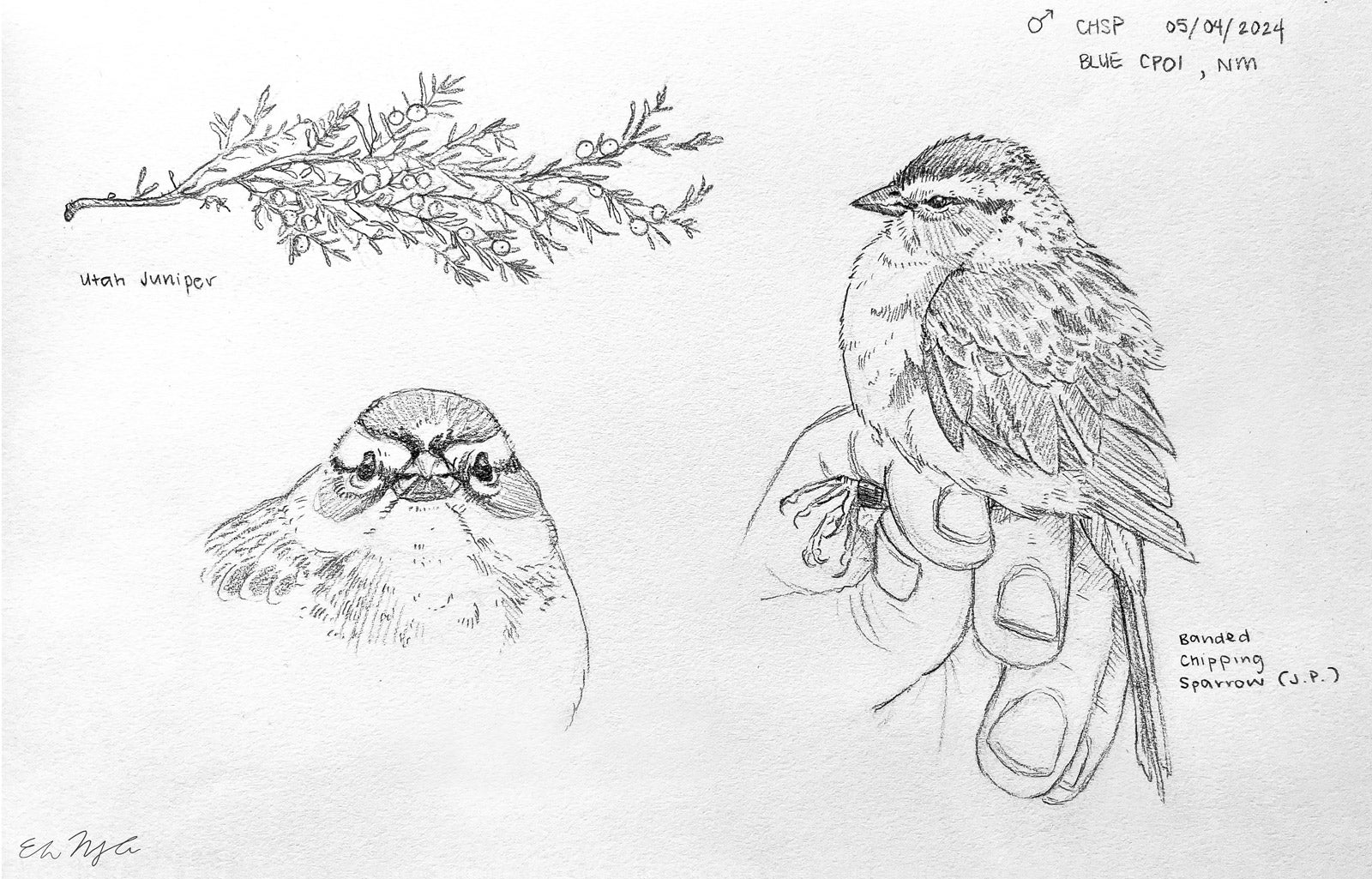 Sketches of birds and plants, drawn by biology master's student Eva Moylan