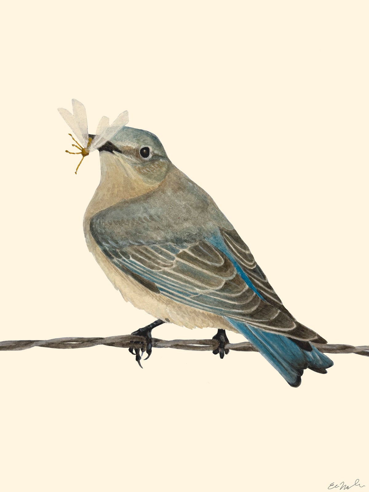 Painting of a Western Bluebird, by Eva Moylan.