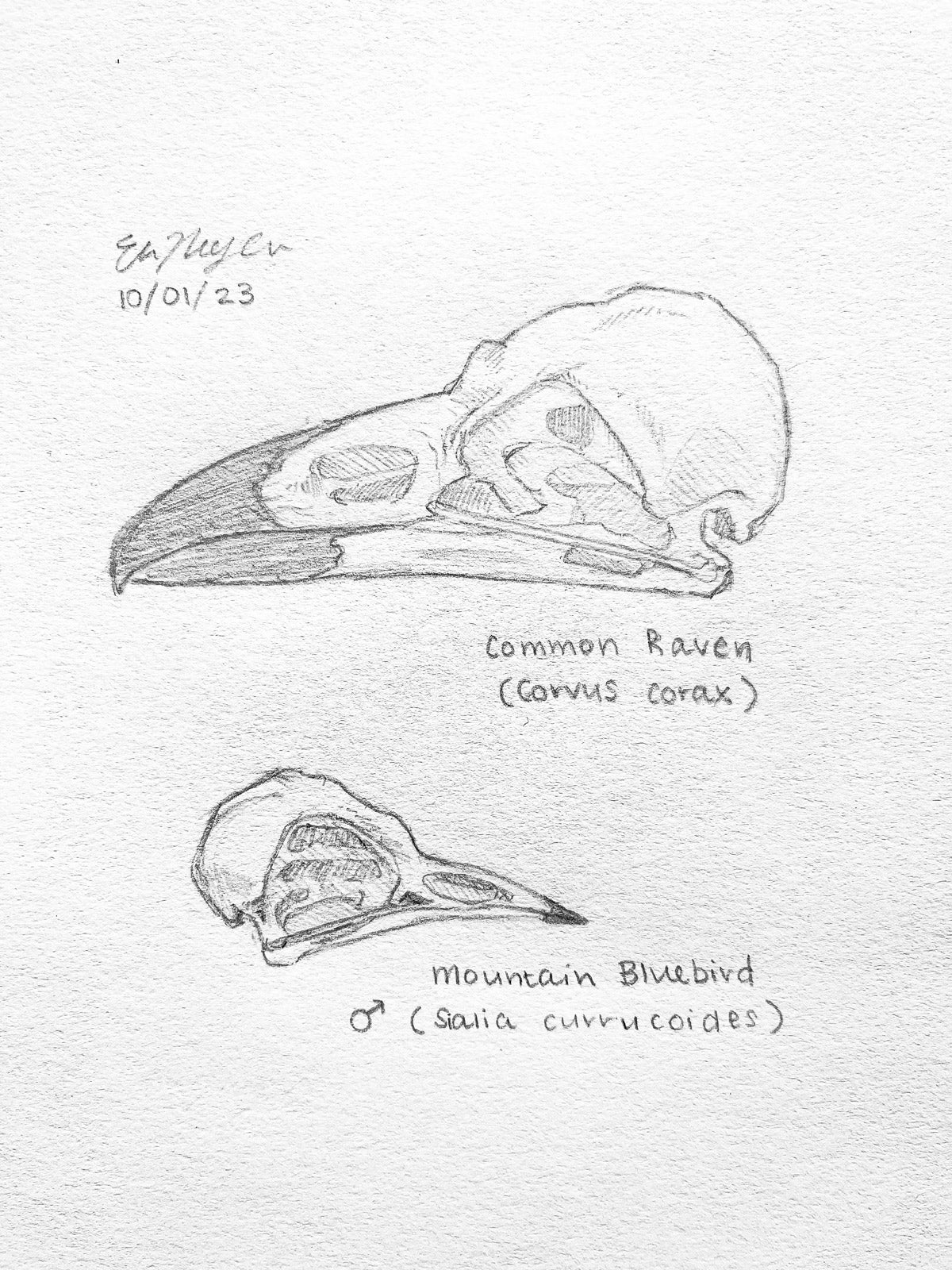 Sketches of bird skulls on paper.