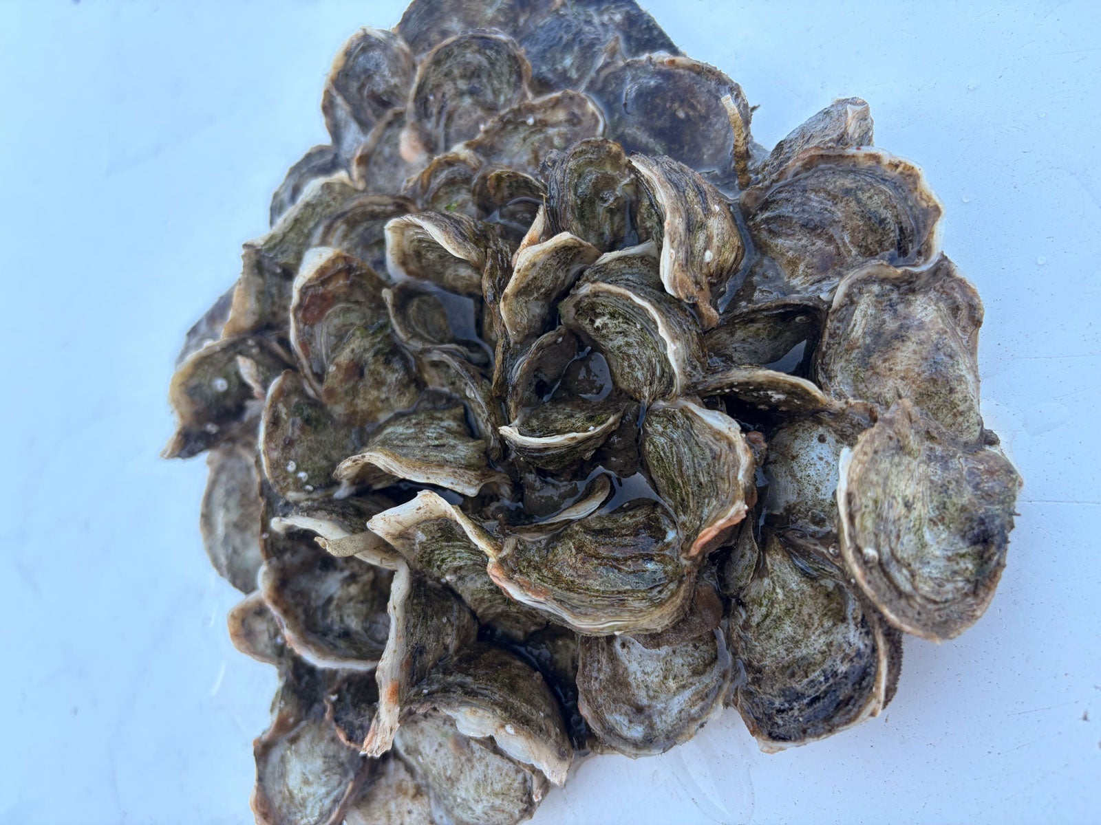 A pile of Olympia oysters in their shells, still wet.