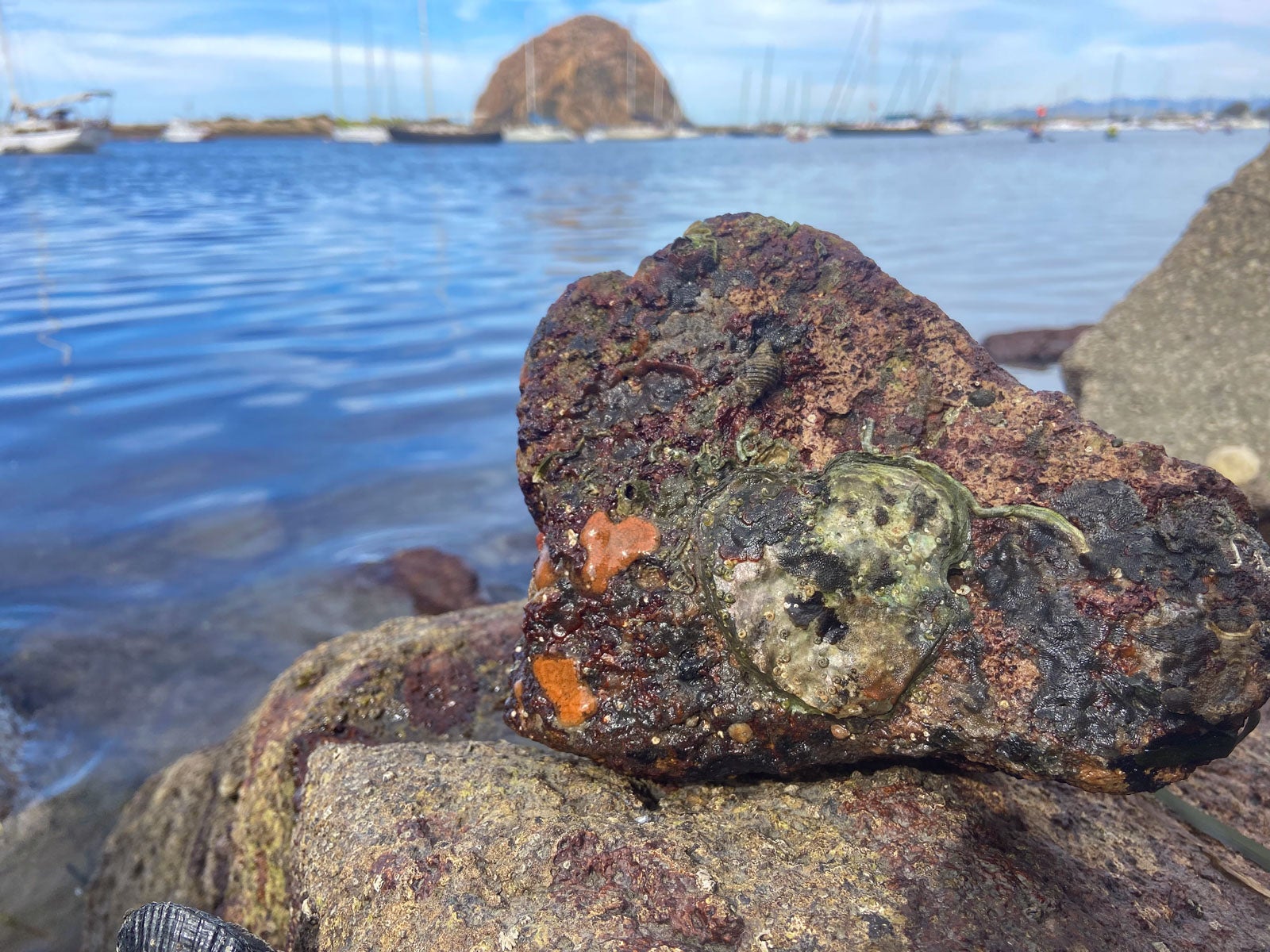 Image of an Olympia oyster attached to a rock in Morro Bay.