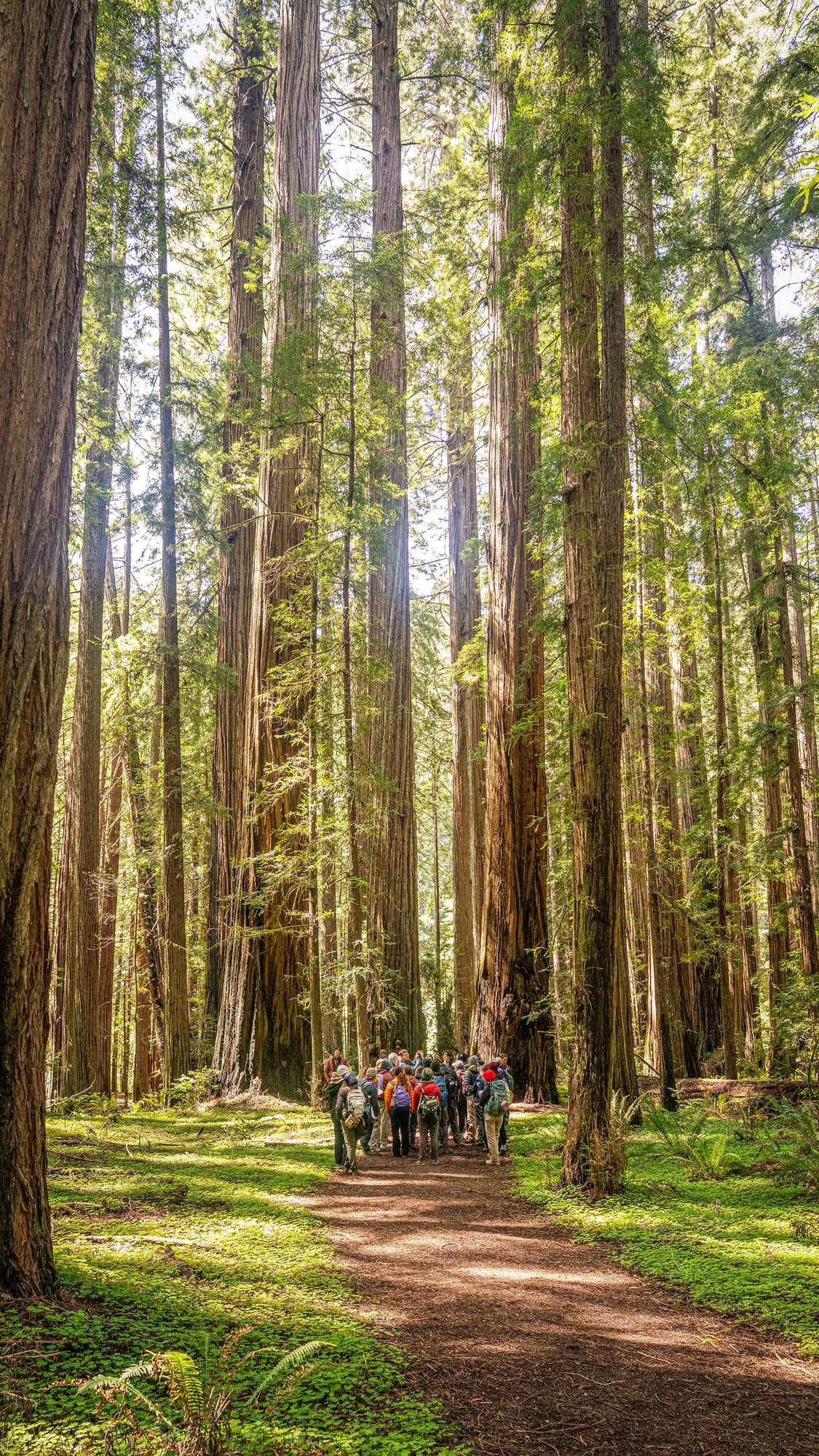 A group of students walk through the Rockefeller Forest of Humboldt Redwoods State Park