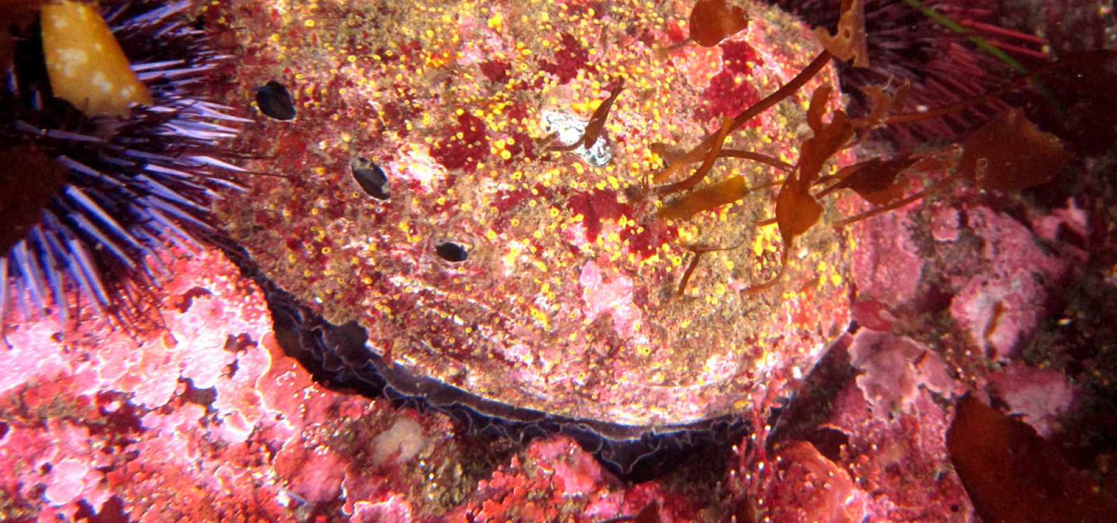 Red abalone. While red abalone were once abundant throughout California, they have long been in decline due to overfishing and environmental changes.