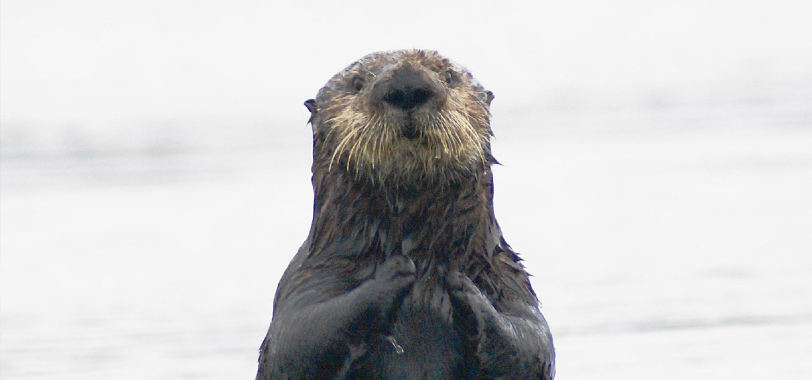California could triple the southern sea otter population by recolonizing San Francisco Bay. 
