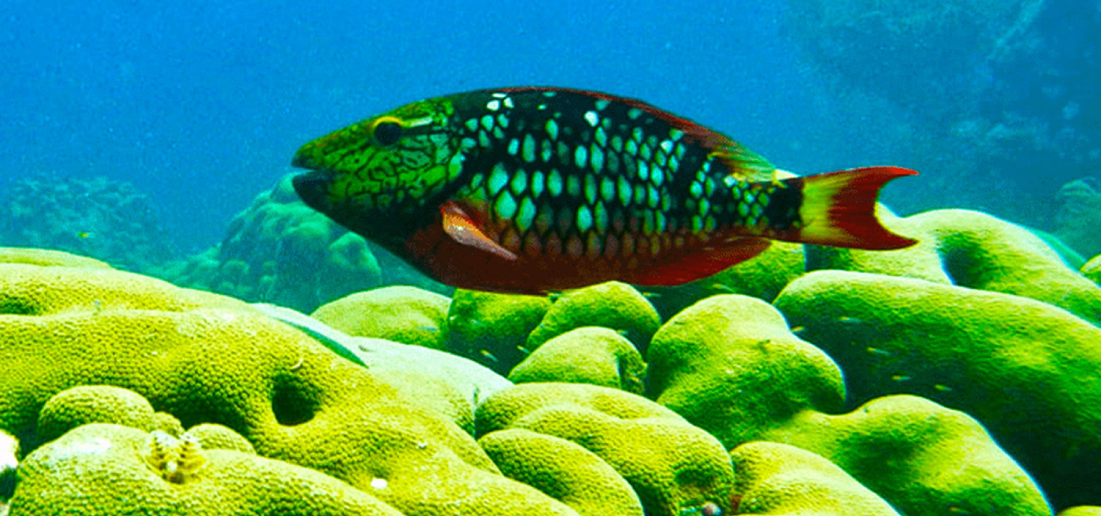 Parrotfish