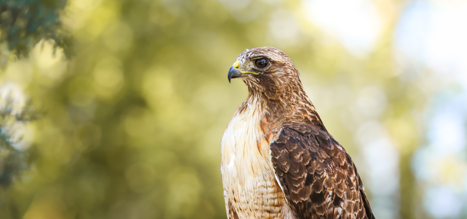Red-tailed hawk perched outdoors at Dixon Lake in California, showing its mottled brown feathers and characteristic reddish tail.