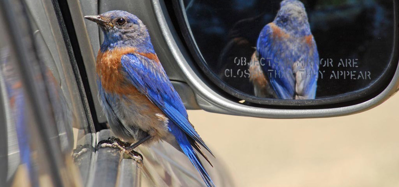 Western Blue Bird, courtesy image from Clinton Francis