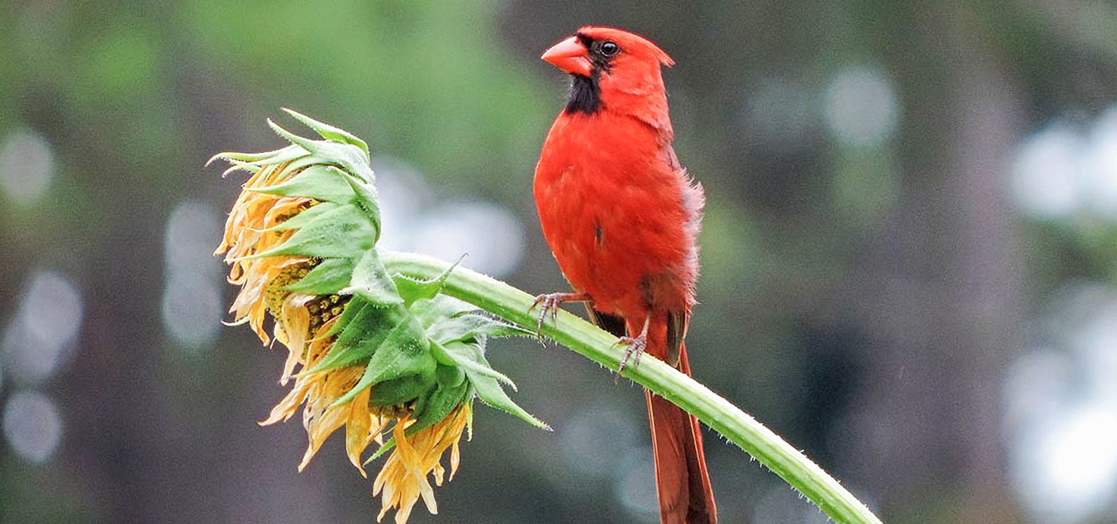 Northern Cardinal, photo by Dave Keeling