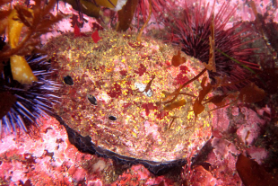 Red abalone. While red abalone were once abundant throughout California, they have long been in decline due to overfishing and environmental changes.