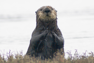 California could triple the southern sea otter population by recolonizing San Francisco Bay. 