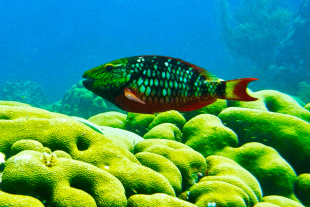 Parrotfish