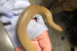 Small tan rubber boa snake draped across a person’s hand and wrist, its smooth body curved in a loose loop.
