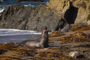 Elephant seal lying on a kelp-strewn beach raises its head with mouth open, vocalizing, with rocky shoreline and ocean waves in the background; another seal rests nearby.