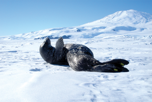 Gray seal with white spots lying on an ice sheet with its front flipper raised. The seal has a yellow tag on its rear flipper.
