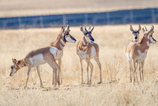 Four pronghorn antelope stand in a dry, grassy field; one lowers its head to graze while the others look alert across the open landscape.