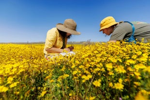 Students take notes in a field of flowers in Carrizo Plain