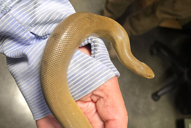 Small tan rubber boa snake draped across a person’s hand and wrist, its smooth body curved in a loose loop.
