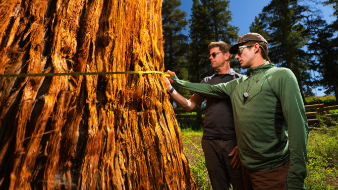 Biological sciences Professor Matt Ritter and recent Cal Poly alum measure the Bennett Juniper tree